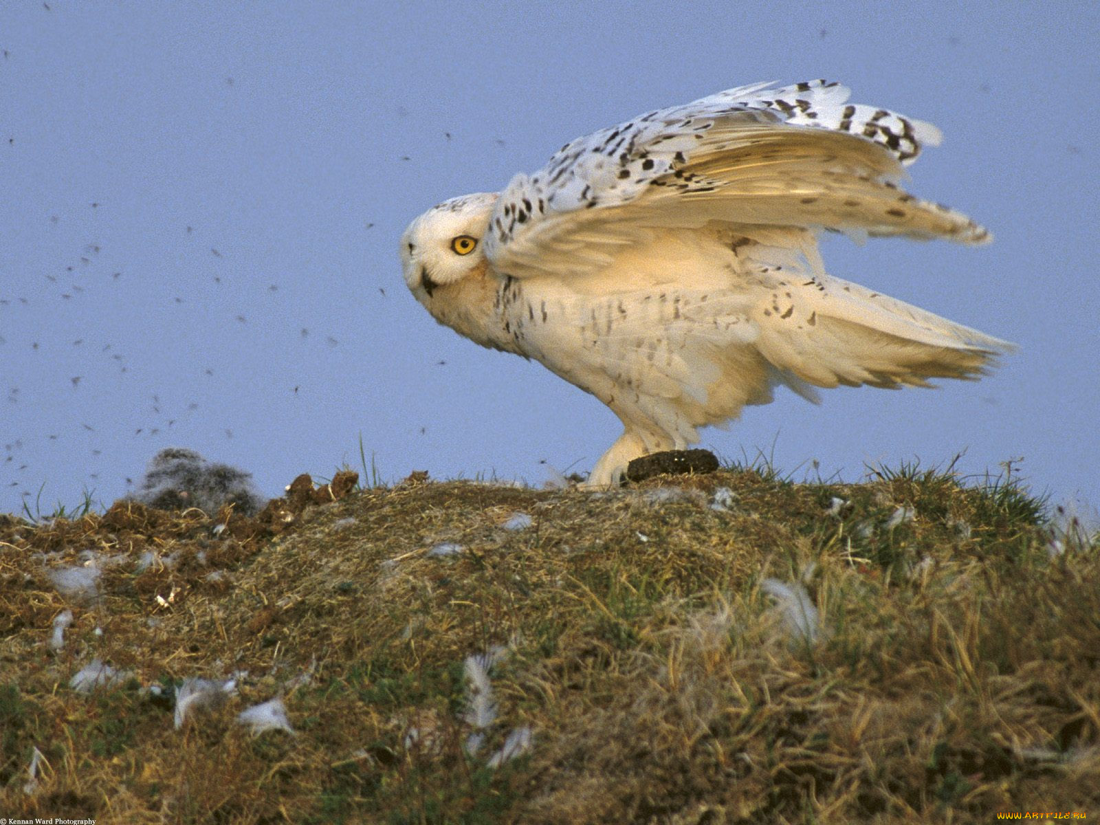 snowy, owl, arctic, national, wildlife, refuge, alaska, , 